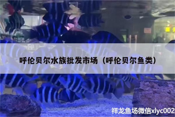 呼倫貝爾水族批發(fā)市場（呼倫貝爾魚類） 觀賞魚水族批發(fā)市場