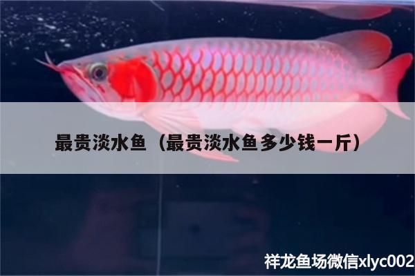 最貴淡水魚（最貴淡水魚多少錢一斤）