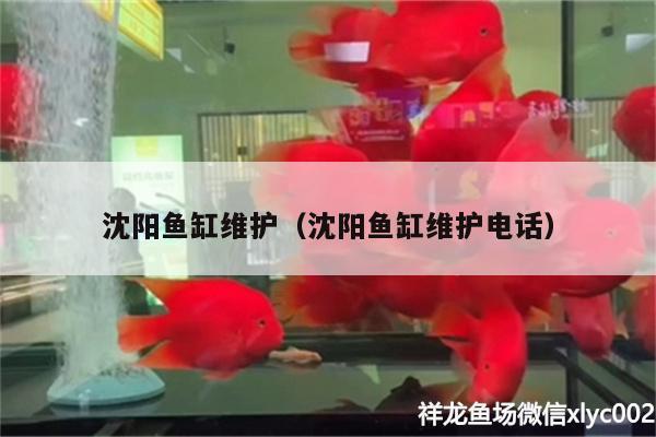 沈陽魚缸維護(hù)（沈陽魚缸維護(hù)電話） 女王大帆魚苗