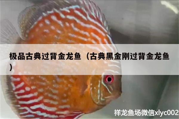 極品古典過背金龍魚（古典黑金剛過背金龍魚）