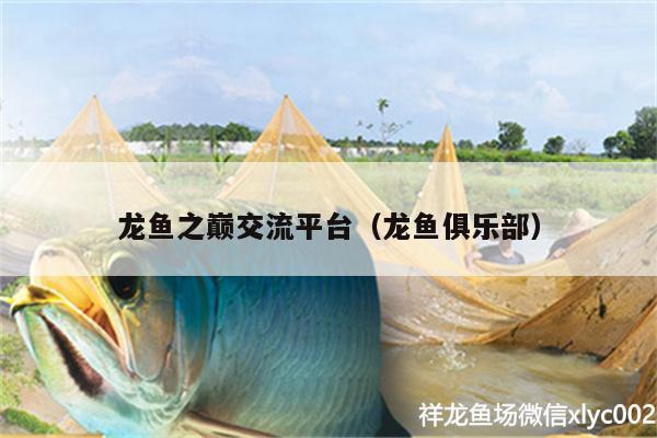 龍魚之巔交流平臺(tái)（龍魚俱樂部） 二氧化碳設(shè)備