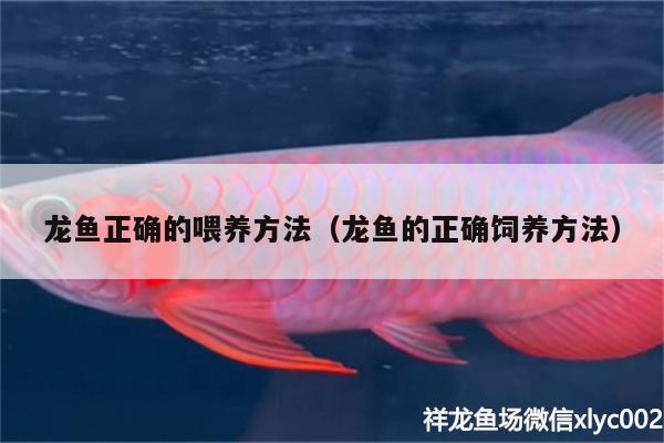 龍魚(yú)正確的喂養(yǎng)方法（龍魚(yú)的正確飼養(yǎng)方法）