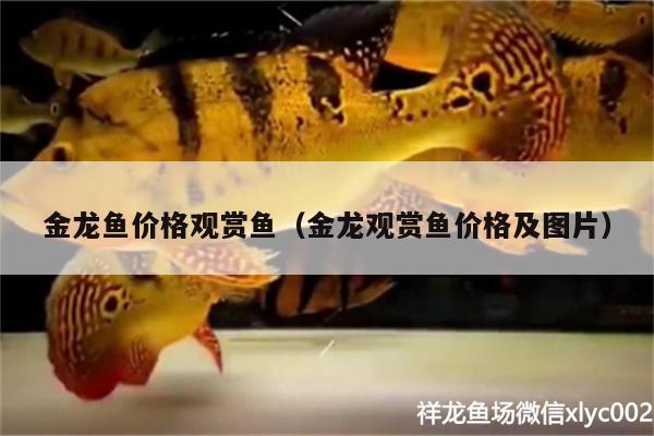 金龍魚價格觀賞魚（金龍觀賞魚價格及圖片）