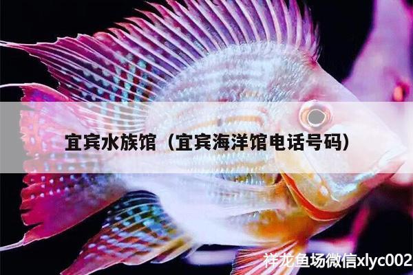 宜賓水族館（宜賓海洋館電話號(hào)碼） 銀古魚苗