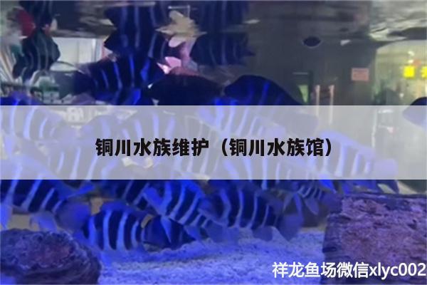 銅川水族維護（銅川水族館） 紅龍魚百科