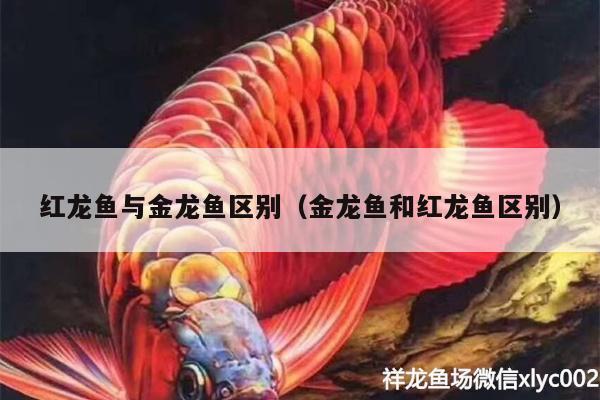 紅龍魚與金龍魚區(qū)別（金龍魚和紅龍魚區(qū)別）