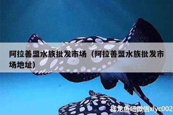 阿拉善盟水族批發(fā)市場(chǎng)（阿拉善盟水族批發(fā)市場(chǎng)地址）