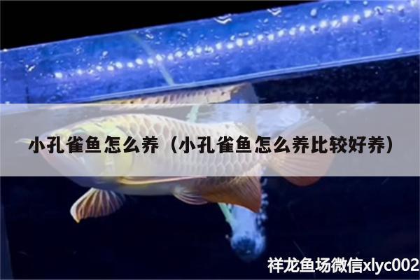 小孔雀魚怎么養(yǎng)（小孔雀魚怎么養(yǎng)比較好養(yǎng)） B級(jí)過背金龍魚