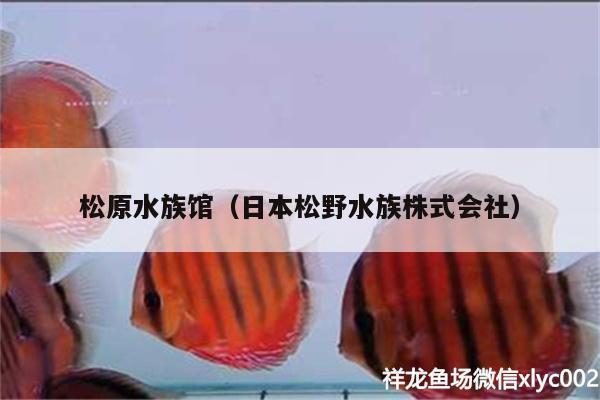 松原水族館（日本松野水族株式會(huì)社） 月光鴨嘴魚(yú)苗