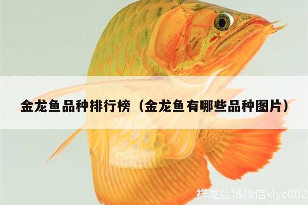 金龍魚品種排行榜（金龍魚有哪些品種圖片）