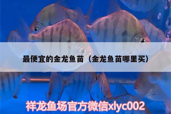 最便宜的金龍魚苗（金龍魚苗哪里買）