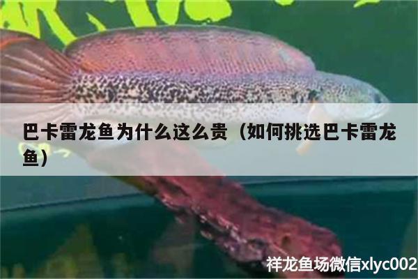 巴卡雷龍魚為什么這么貴（如何挑選巴卡雷龍魚）