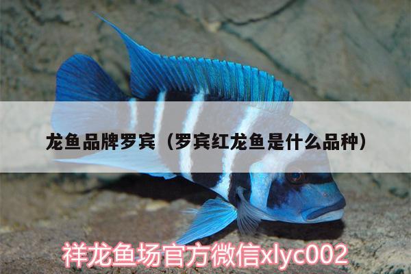 龍魚品牌羅賓（羅賓紅龍魚是什么品種）