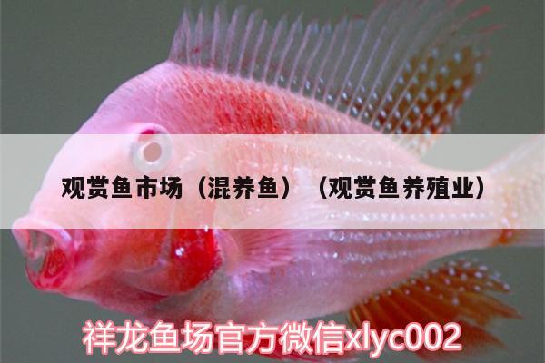 觀賞魚市場(chǎng)（混養(yǎng)魚）（觀賞魚養(yǎng)殖業(yè)）