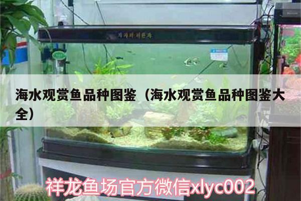 海水觀賞魚品種圖鑒（海水觀賞魚品種圖鑒大全）