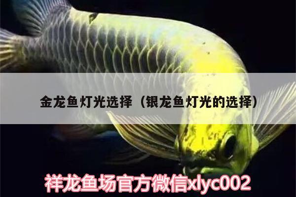 金龍魚燈光選擇（銀龍魚燈光的選擇）