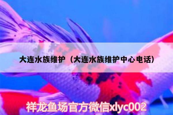 大連水族維護(hù)（大連水族維護(hù)中心電話） 紅眼黃化幽靈火箭魚|皇家火箭魚