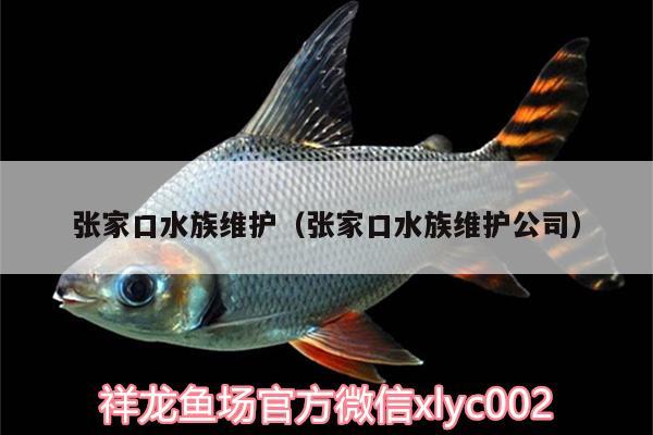 張家口水族維護（張家口水族維護公司）