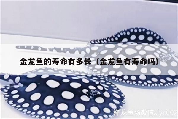 金龍魚(yú)的壽命有多長(zhǎng)（金龍魚(yú)有壽命嗎） 羅漢魚(yú)