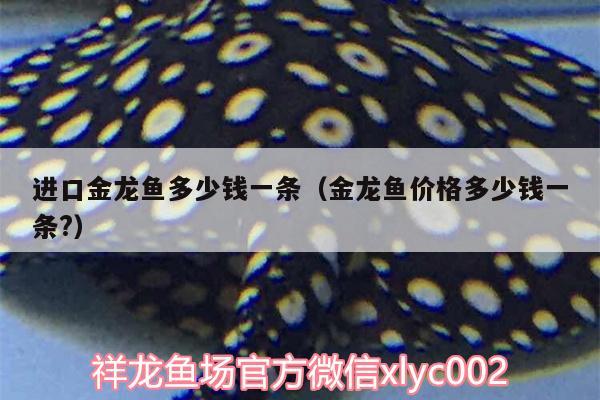 進口金龍魚多少錢一條（金龍魚價格多少錢一條?） 三色錦鯉魚