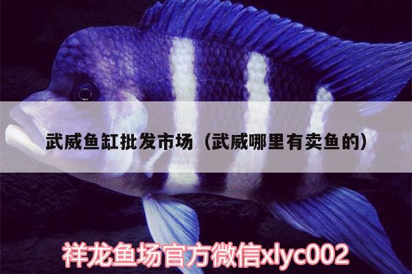 武威魚缸批發(fā)市場(chǎng)（武威哪里有賣魚的） 七紋巨鯉魚