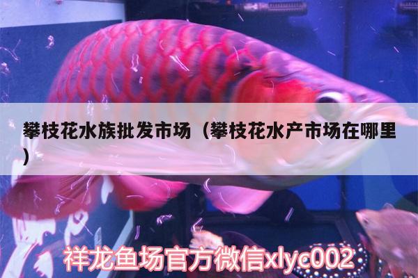 攀枝花水族批發(fā)市場（攀枝花水產(chǎn)市場在哪里）