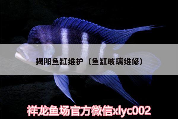 揭陽魚缸維護(hù)（魚缸玻璃維修）