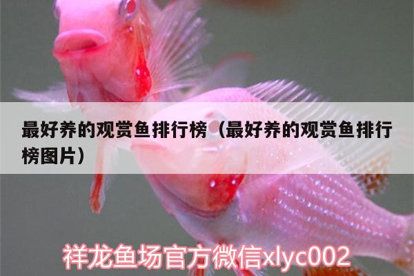 最好養(yǎng)的觀賞魚排行榜（最好養(yǎng)的觀賞魚排行榜圖片）