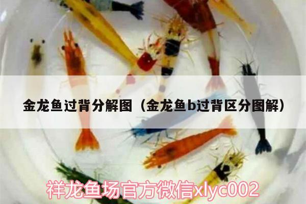 金龍魚過背分解圖（金龍魚b過背區(qū)分圖解）