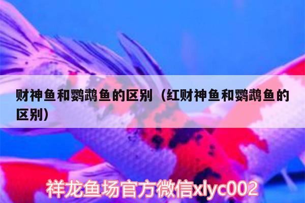 財(cái)神魚(yú)和鸚鵡魚(yú)的區(qū)別（紅財(cái)神魚(yú)和鸚鵡魚(yú)的區(qū)別） 鸚鵡魚(yú)