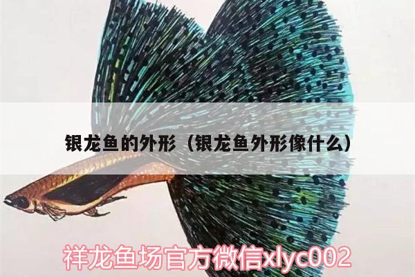 銀龍魚(yú)的外形（銀龍魚(yú)外形像什么） 銀龍魚(yú)