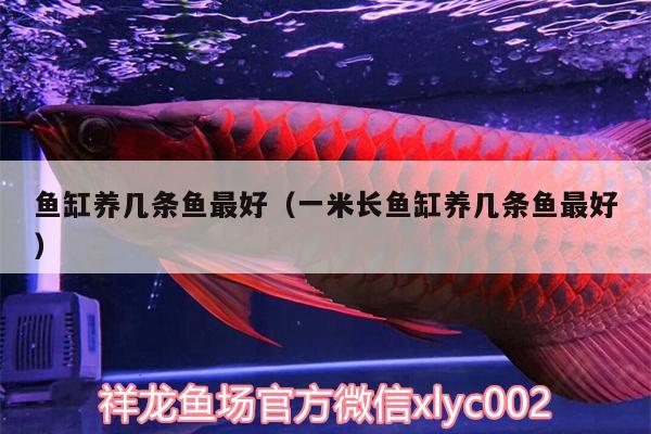 魚(yú)缸養(yǎng)幾條魚(yú)最好（一米長(zhǎng)魚(yú)缸養(yǎng)幾條魚(yú)最好）