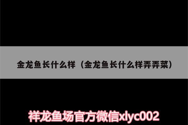 金龍魚長什么樣（金龍魚長什么樣弄弄菜）