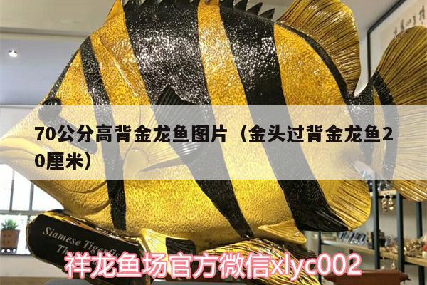 70公分高背金龍魚圖片（金頭過背金龍魚20厘米） 高背金龍魚