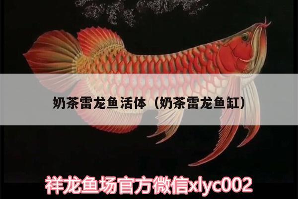 奶茶雷龍魚活體（奶茶雷龍魚缸）