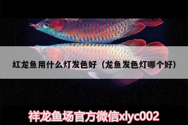 紅龍魚(yú)用什么燈發(fā)色好（龍魚(yú)發(fā)色燈哪個(gè)好） 黃鰭鯧魚(yú)