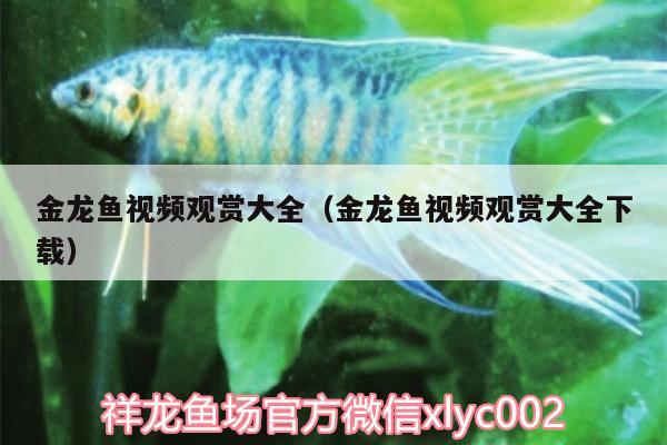 金龍魚(yú)視頻觀賞大全（金龍魚(yú)視頻觀賞大全下載）