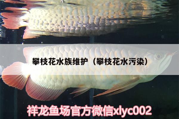 攀枝花水族維護（攀枝花水污染）