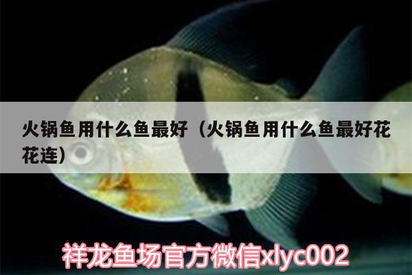 火鍋魚用什么魚最好（火鍋魚用什么魚最好花花連） PH調(diào)節(jié)劑