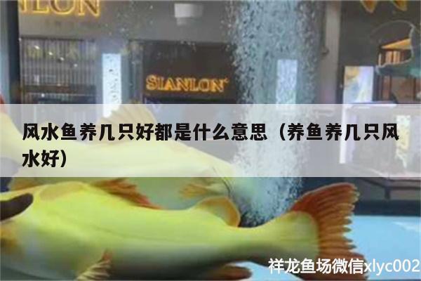 風(fēng)水魚養(yǎng)幾只好都是什么意思（養(yǎng)魚養(yǎng)幾只風(fēng)水好）