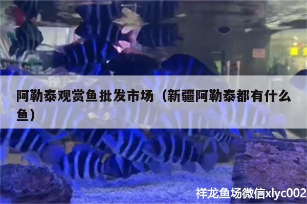 阿勒泰觀賞魚批發(fā)市場（新疆阿勒泰都有什么魚）