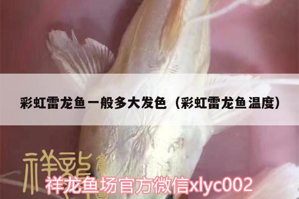 彩虹雷龍魚(yú)一般多大發(fā)色（彩虹雷龍魚(yú)溫度）