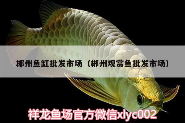 郴州魚(yú)缸批發(fā)市場(chǎng)（郴州觀賞魚(yú)批發(fā)市場(chǎng)）