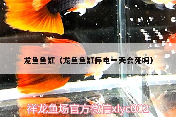 龍魚魚缸（龍魚魚缸停電一天會(huì)死嗎） 慈雕魚