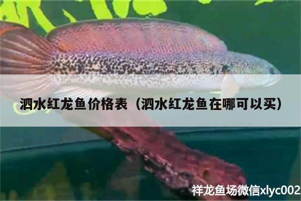 泗水紅龍魚價格表（泗水紅龍魚在哪可以買） 泗水龍魚