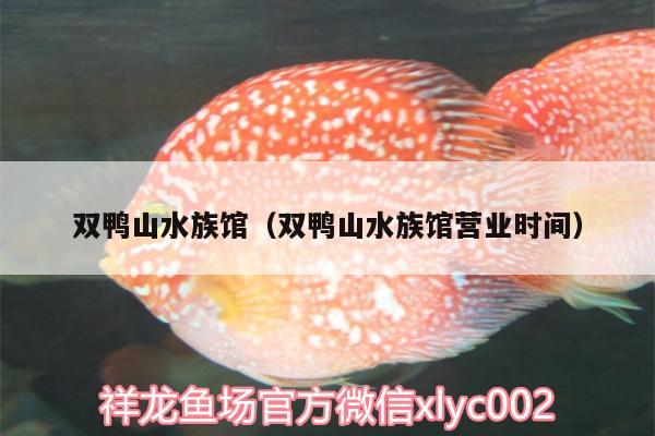 雙鴨山水族館（雙鴨山水族館營(yíng)業(yè)時(shí)間） 豹紋夫魚(yú)苗