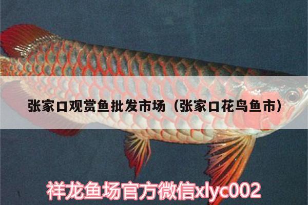 張家口觀賞魚(yú)批發(fā)市場(chǎng)（張家口花鳥(niǎo)魚(yú)市）