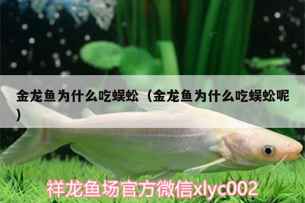 金龍魚為什么吃蜈蚣（金龍魚為什么吃蜈蚣呢） 大白鯊魚