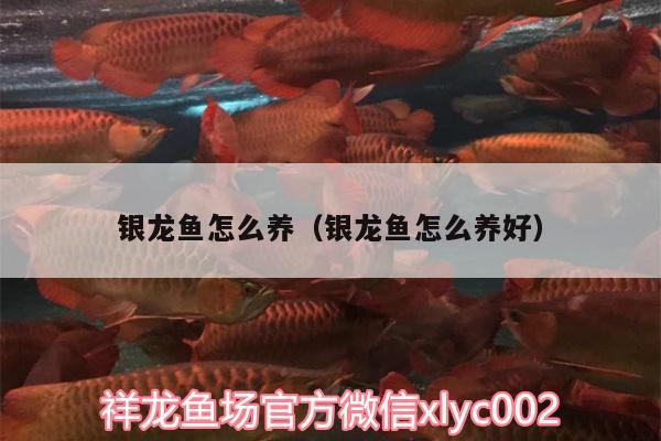 銀龍魚怎么養(yǎng)（銀龍魚怎么養(yǎng)好）