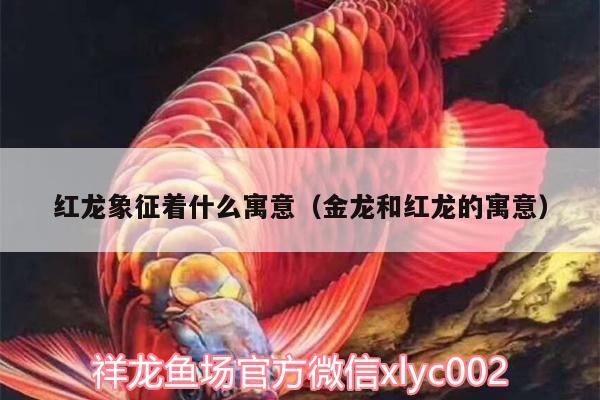 紅龍象征著什么寓意（金龍和紅龍的寓意） 哥倫比亞巨暴魚苗